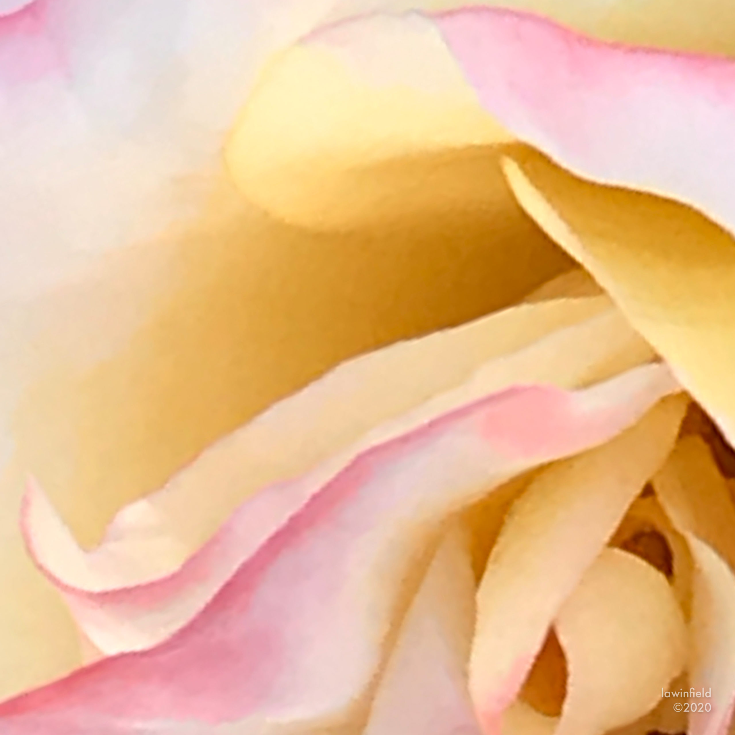 Cream and blush rose petals, extreme close-up